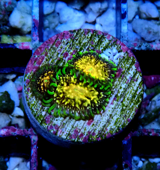 Texas Grim Reaper Zoanthid WYSIWYG