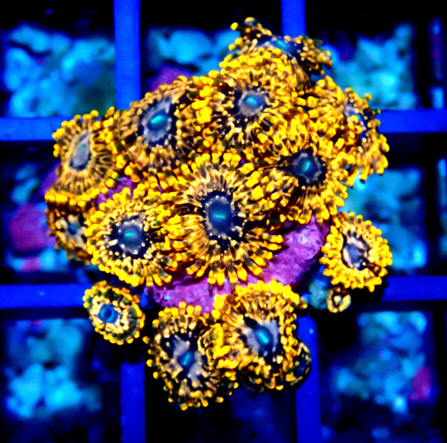 Utter Chaos Zoanthid WYSIWYG