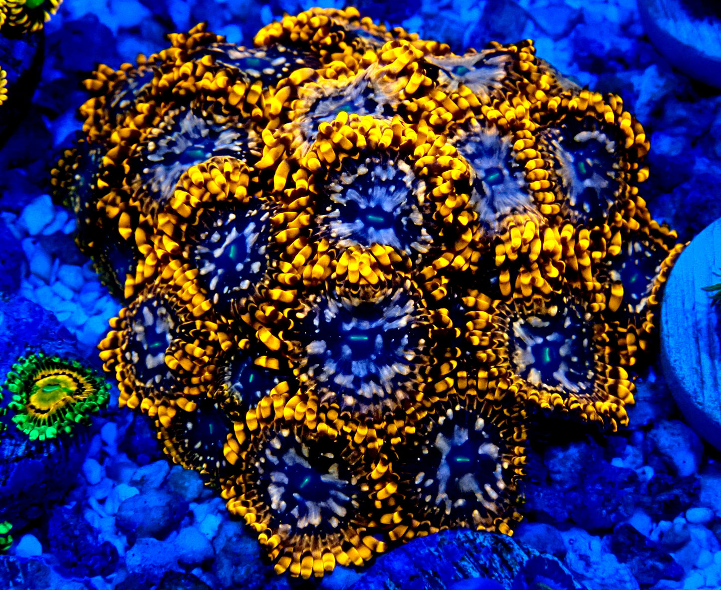 Utter Chaos Zoanthid WYSIWYG