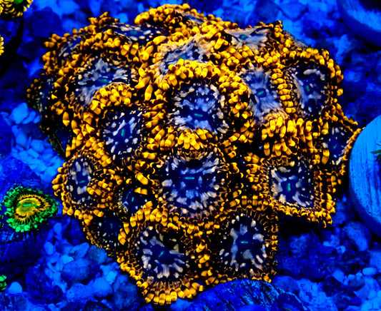 Utter Chaos Zoanthid WYSIWYG