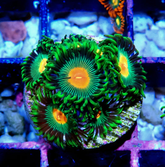 Radioactive Campfire Zoanthid WYSIWYG