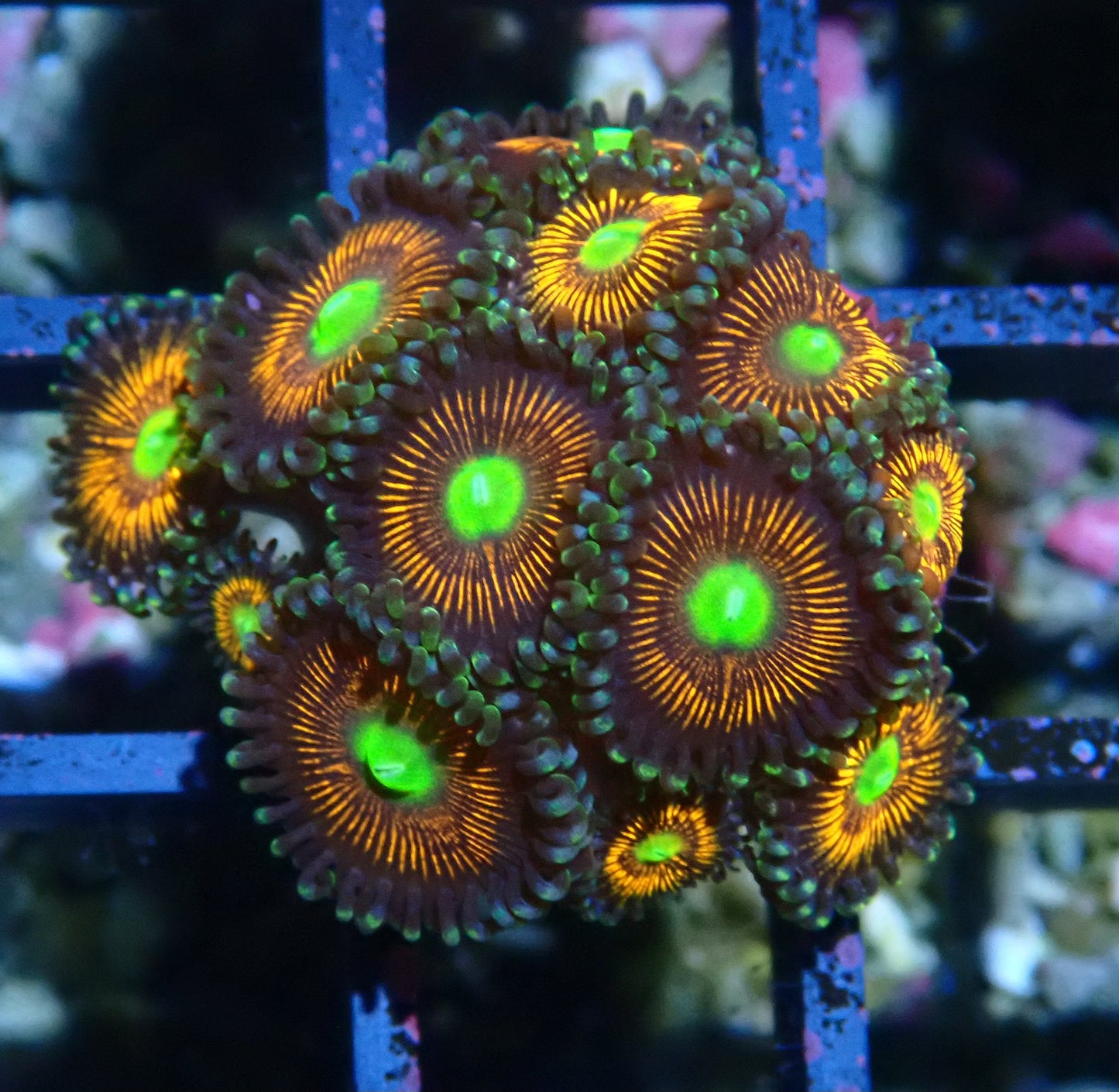 Gobstopper Zoanthid WYSIWYG