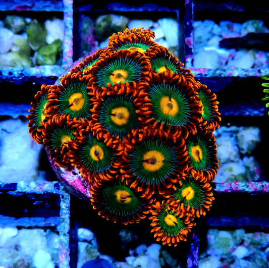 Gatorade Zoanthid WYSIWYG