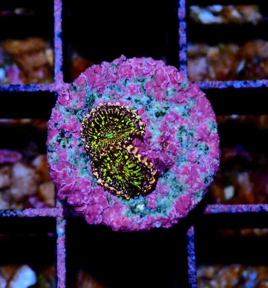 Black Galaxy Zoanthid
