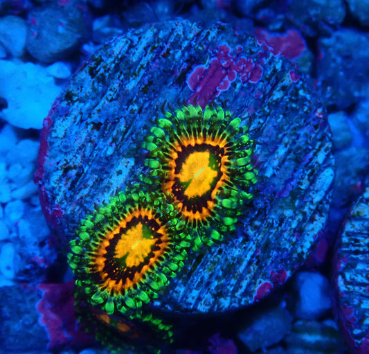 Rainbow Incinerator Zoanthid WYSIWYG