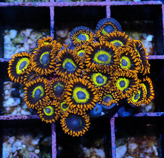 BBEB Zoanthid WYSIWYG