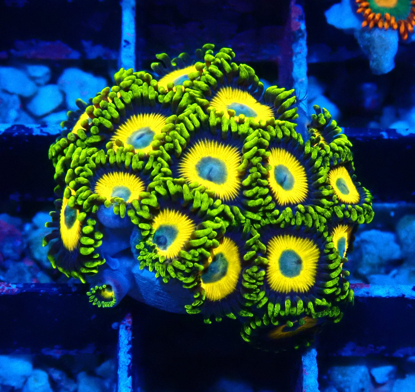 Scrambled Eggs Zoanthid WYSIWYG