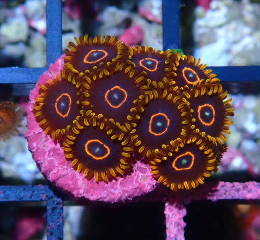 Red Hornet Zoanthid WYSIWYG
