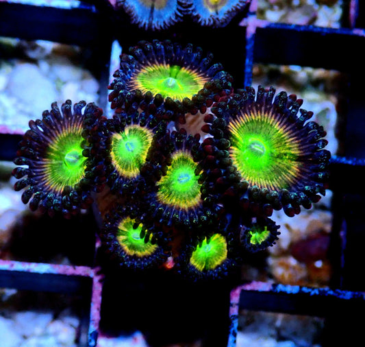 Rainbow Raptor Zoanthid WYSIWYG