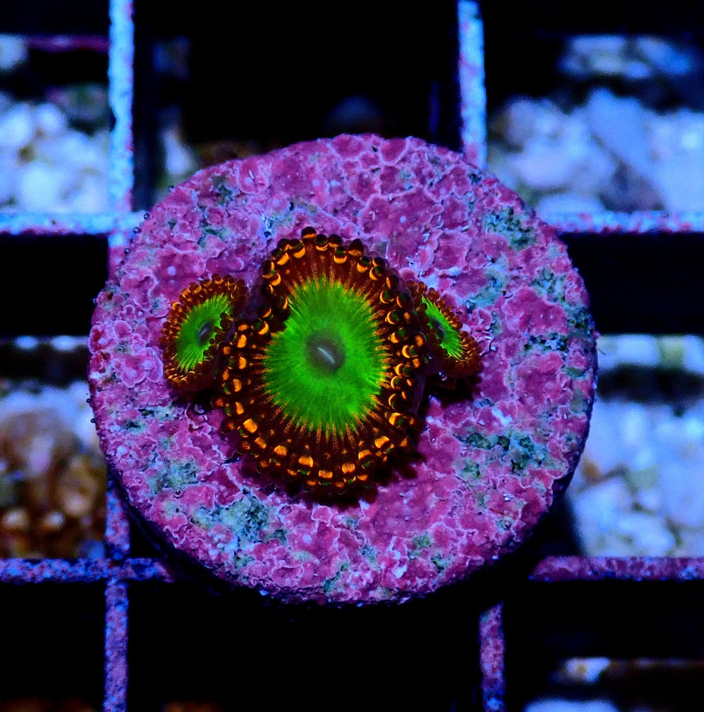 Candy Apple Orange Zoanthid WYSIWYG
