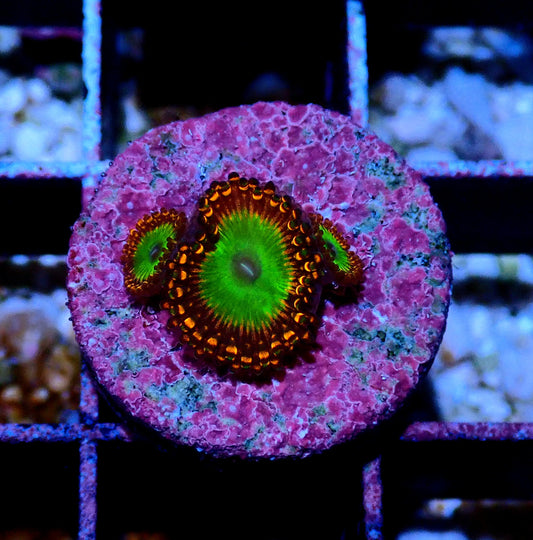 Candy Apple Orange Zoanthid WYSIWYG