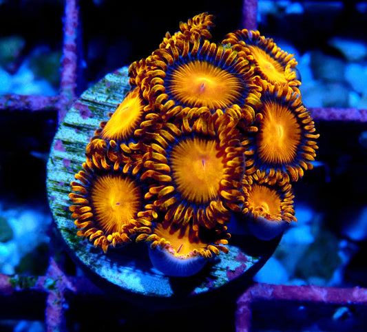 Orange Bam Bam Zoanthid WYSIWYG