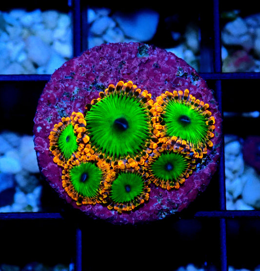 Electric Oompa Loompa Zoanthid WYSIWYG