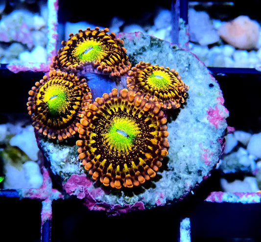 Alien Anti-Venom Zoanthid WYSIWYG