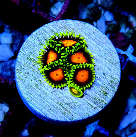 Spongebob Zoanthid WYSIWYG