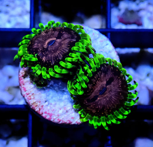 Purple Monster Zoanthid WYSIWYG