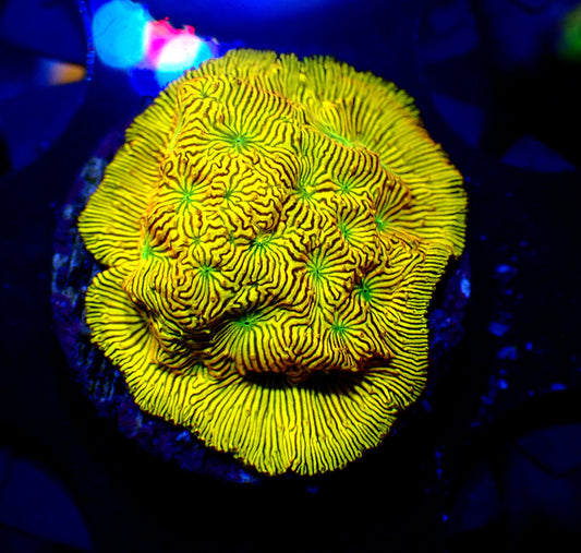 Jack-o-lantern Leptoseris