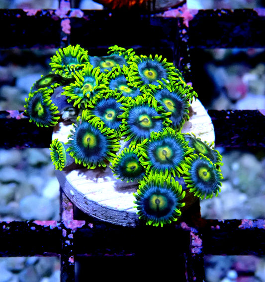 Aus Ice Blue Zoanthid WYSIWYG