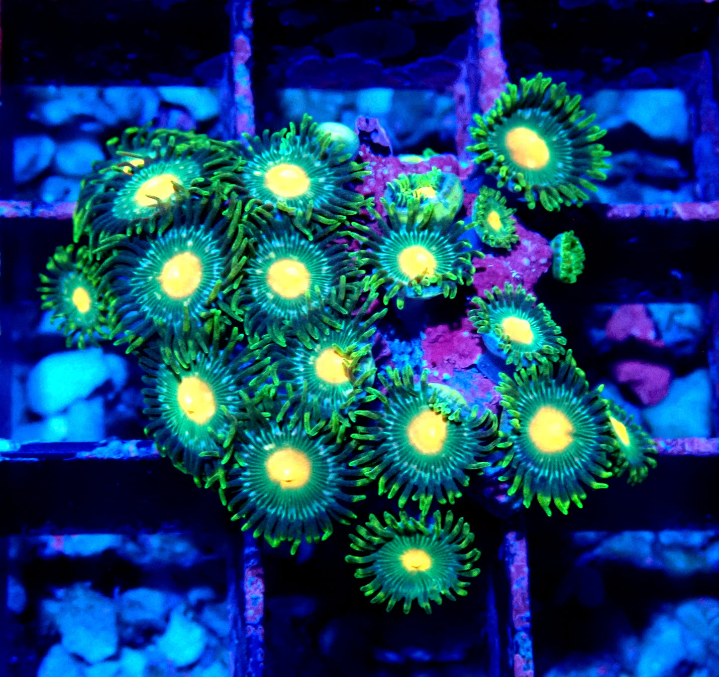 Green Bay Packer Zoanthid WYSIWYG