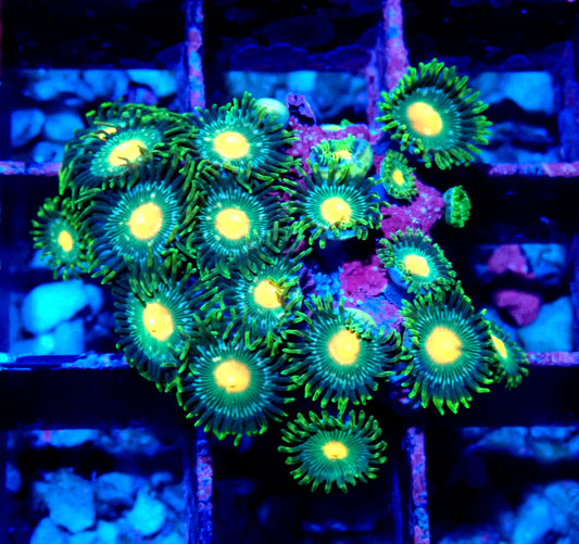 Green Bay Packer Zoanthid WYSIWYG