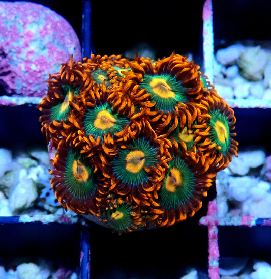 Gatorade Zoanthid WYSIWYG