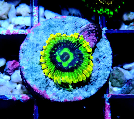 Rainbow Yoda Zoanthid WYSIWYG