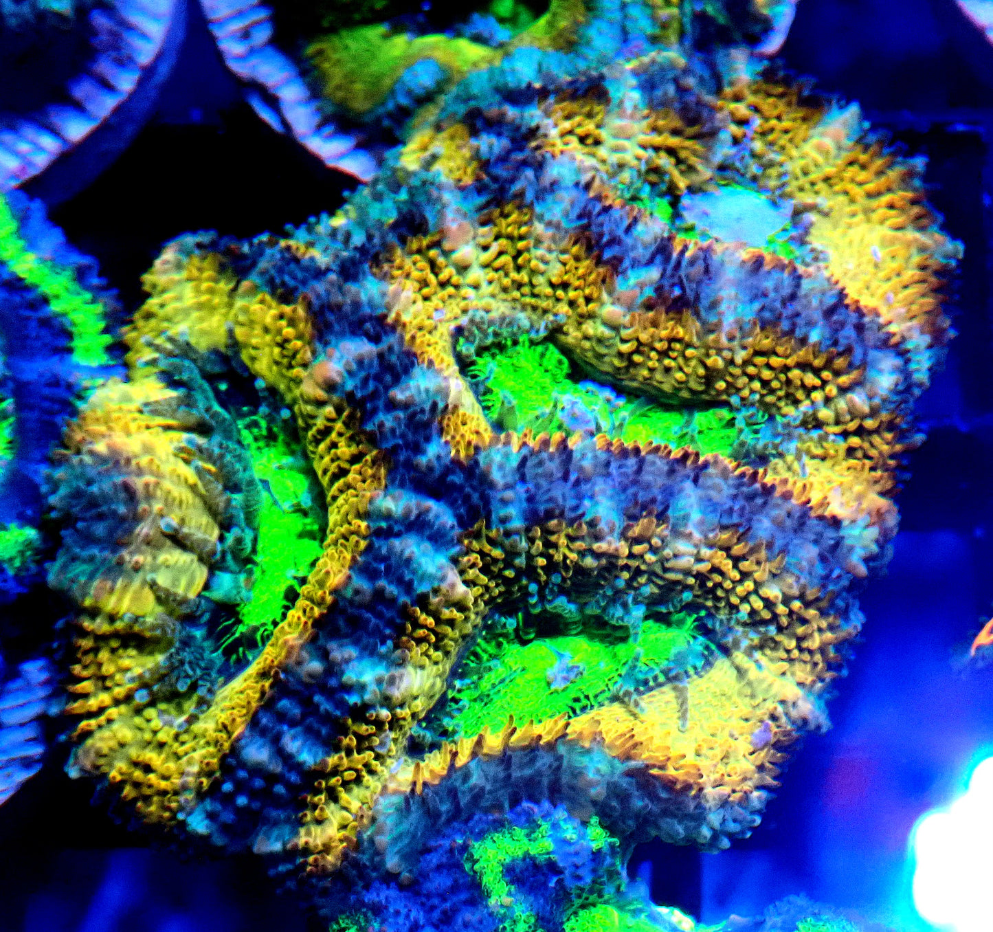 Acan (Micromussa) WYSIWYG