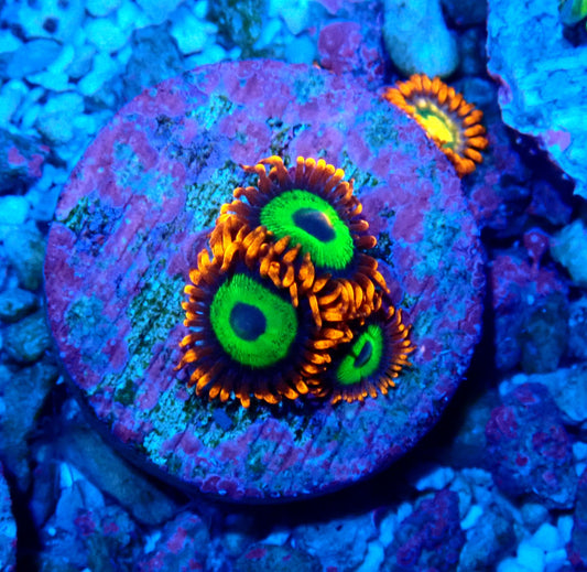Emerald on Fire Zoanthid WYSIWYG