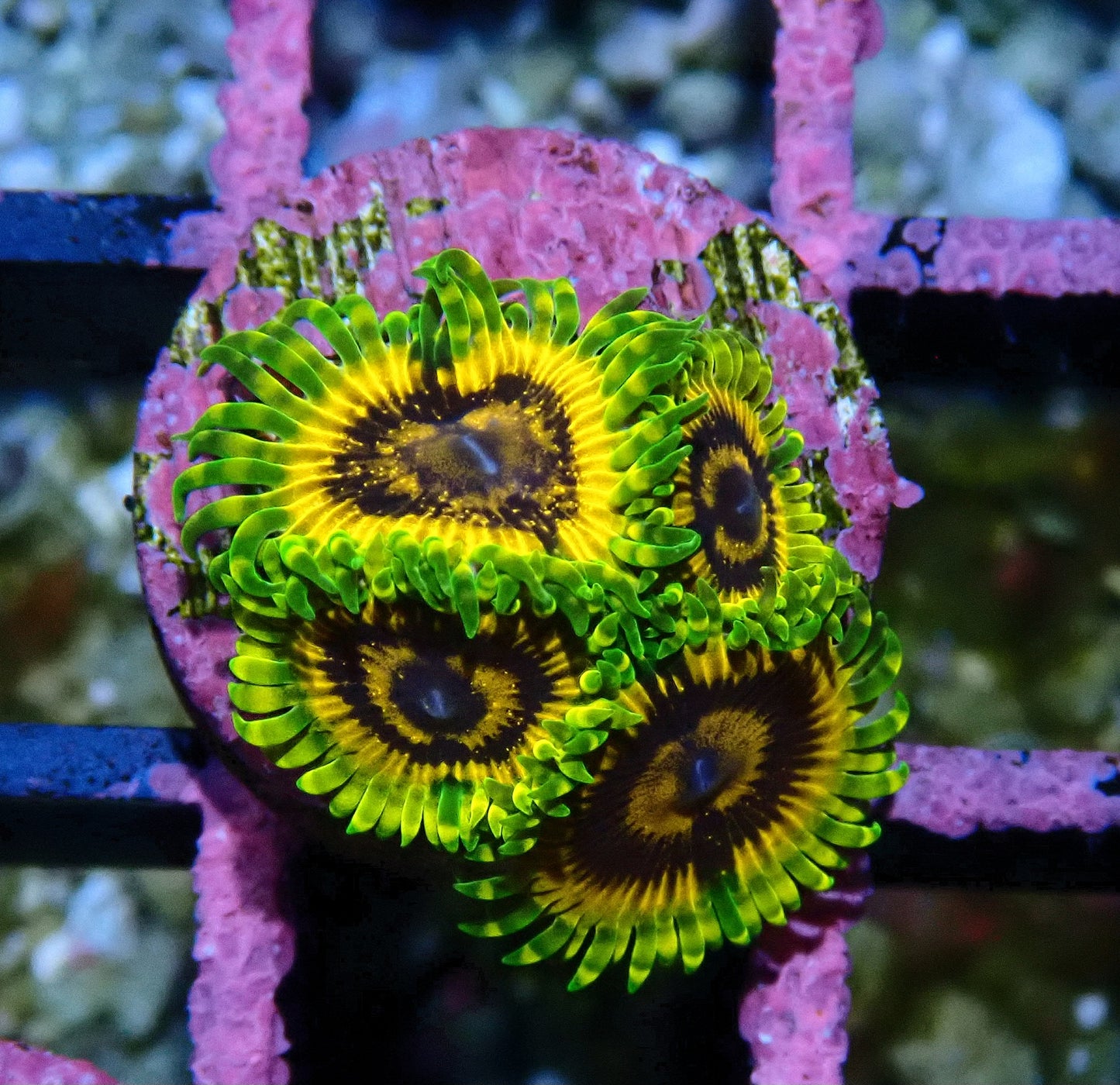 Adonis Zoanthid WYSIWYG