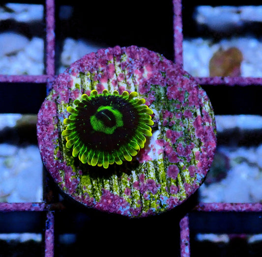 Rainbow Yoda Zoanthid WYSIWYG