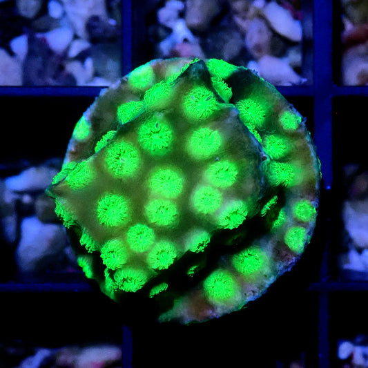 Green Eye Cyphastrea