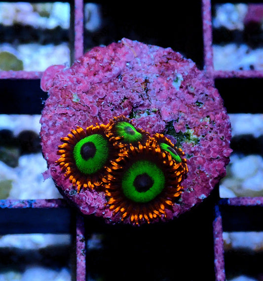 Emerald on Fire Zoanthid WYSIWYG
