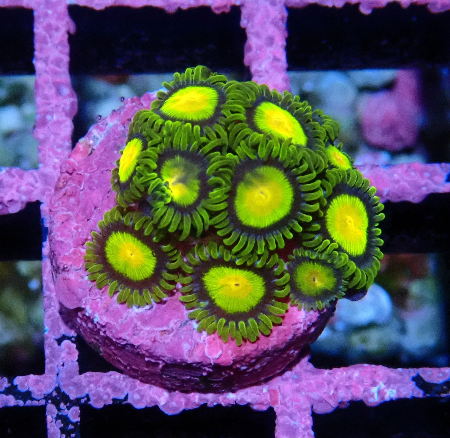 Tutti Fruiti Zoanthid WYSIWYG