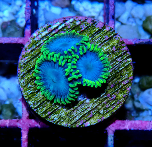 Blue Sea Zoanthid WYSIWYG