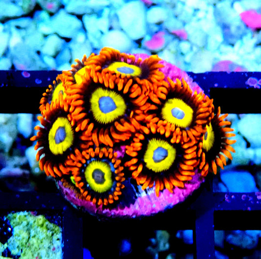 BBEB Zoanthid WYSIWYG