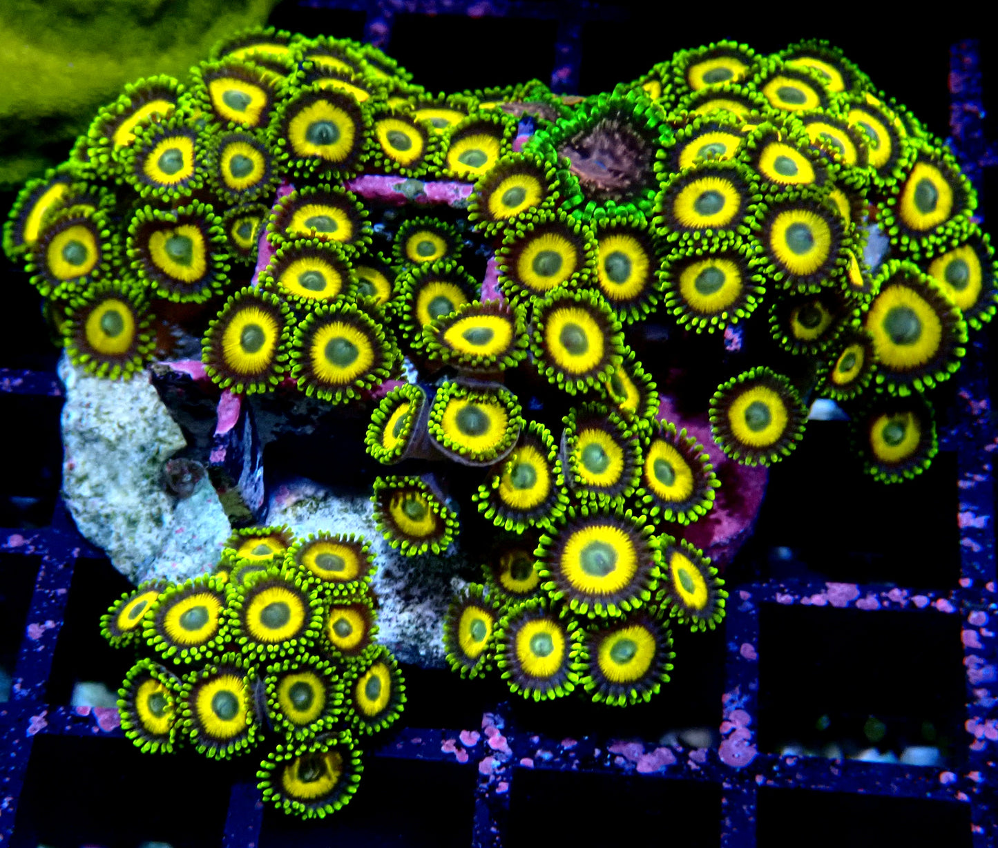 Scrambled Eggs Zoanthid WYSIWYG