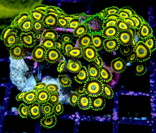 Scrambled Eggs Zoanthid WYSIWYG