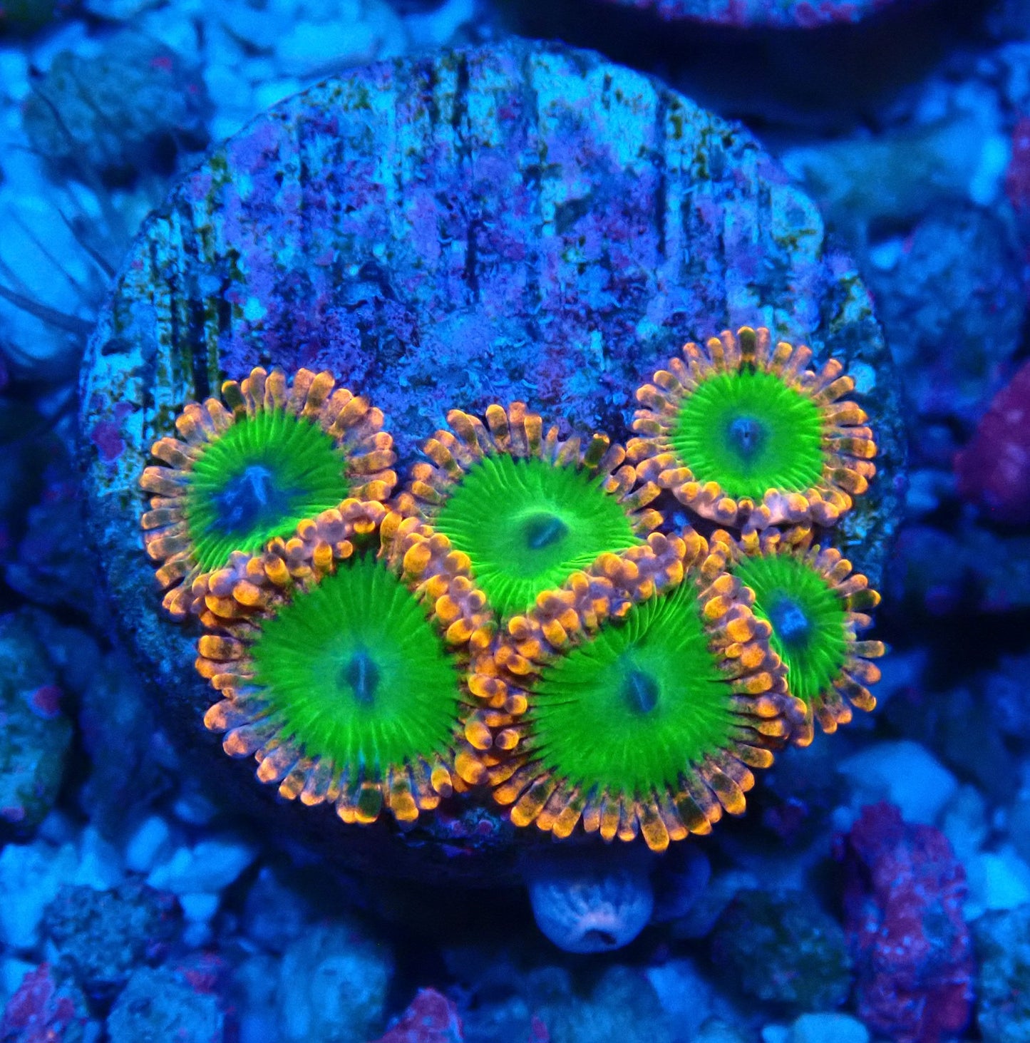 Electric Oompa Loompa Zoanthid WYSIWYG
