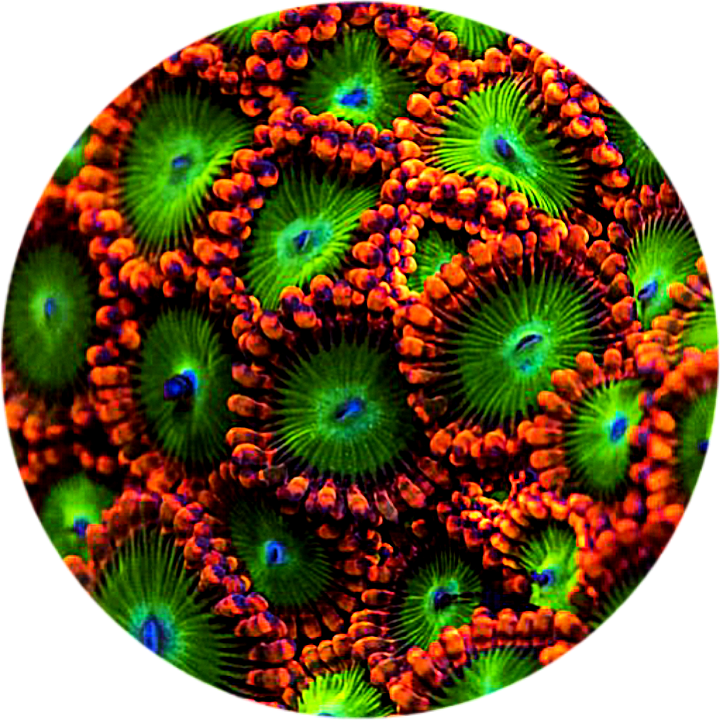 Electric Oompa Loompa Zoanthid - 1 Polyp