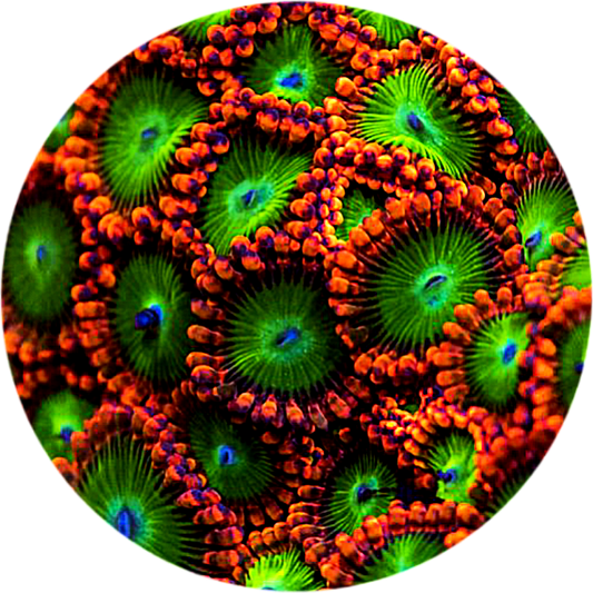 Electric Oompa Loompa Zoanthid - 1 Polyp