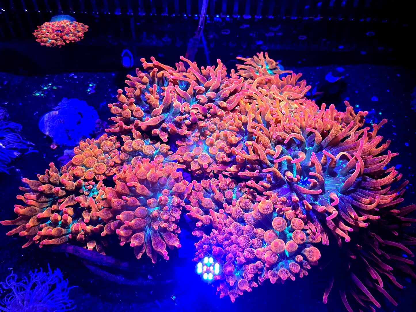 Forest Fire Bubble Tip Anemone