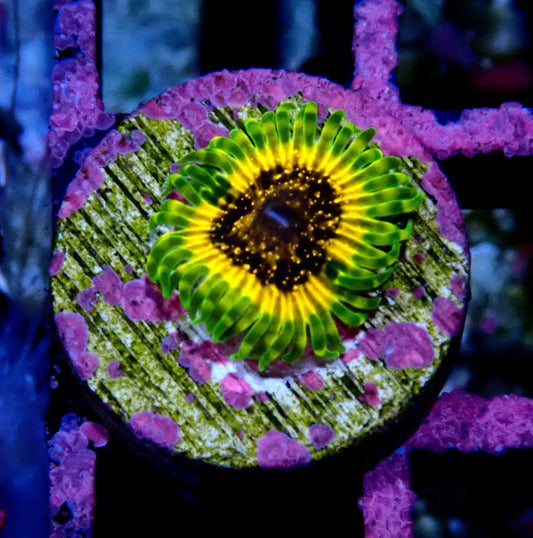 Adonis Zoanthid WYSIWYG