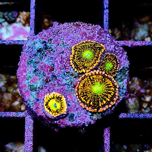 Alien Anti-Venom Zoanthid WYSIWYG