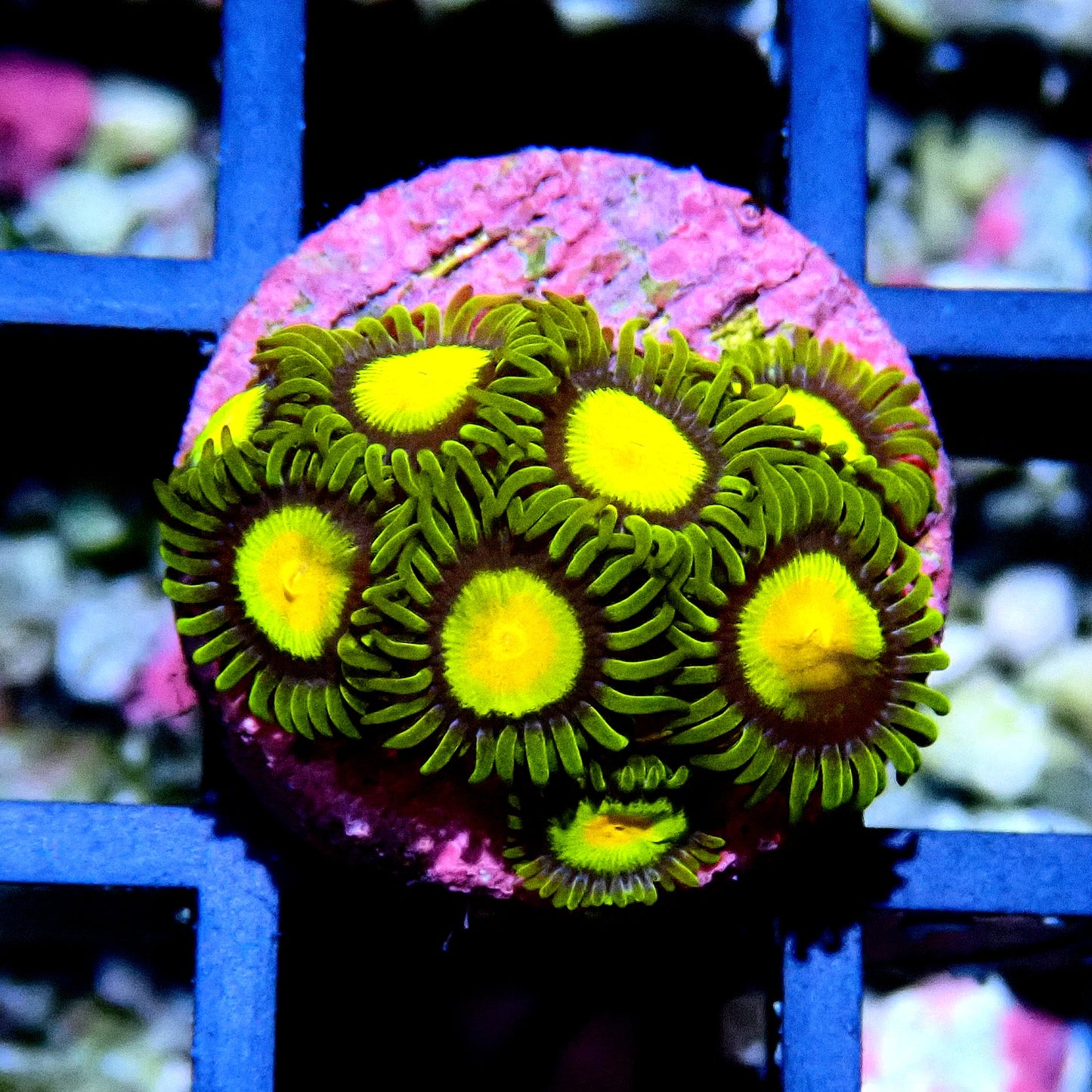 Tutti Fruiti Zoanthid WYSIWYG