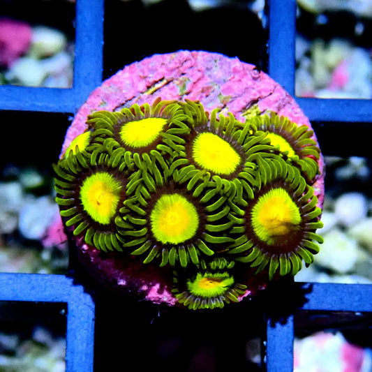 Tutti Fruiti Zoanthid WYSIWYG