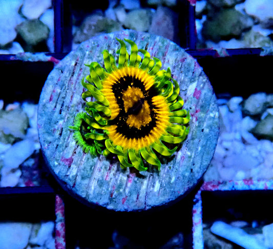 Adonis Zoanthid WYSIWYG