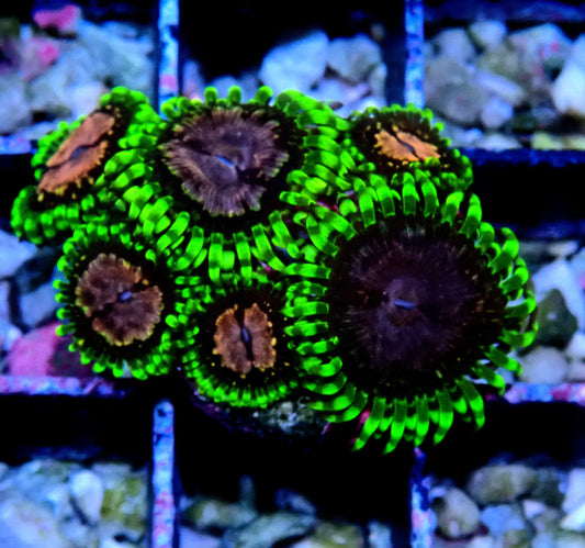 Purple Monster Zoanthid WYSIWYG
