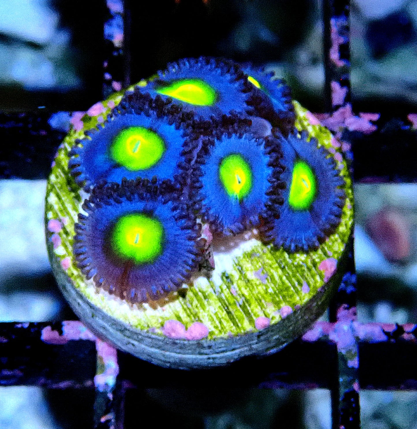 AOI Zoanthid WYSIWYG