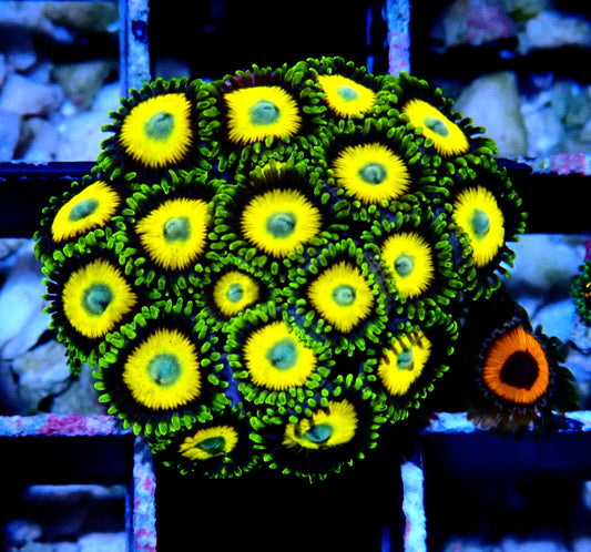Scrambled Eggs Zoanthid WYSIWYG