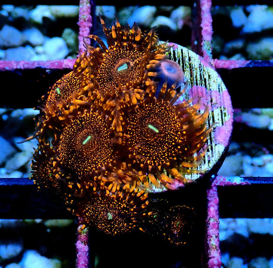 Darth Maul Zoanthid WYSIWYG